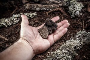 A man's hand holding a black truffle on a forest floor log.