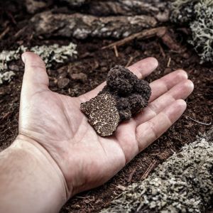 A man's hand holding a black truffle on a forest floor log.